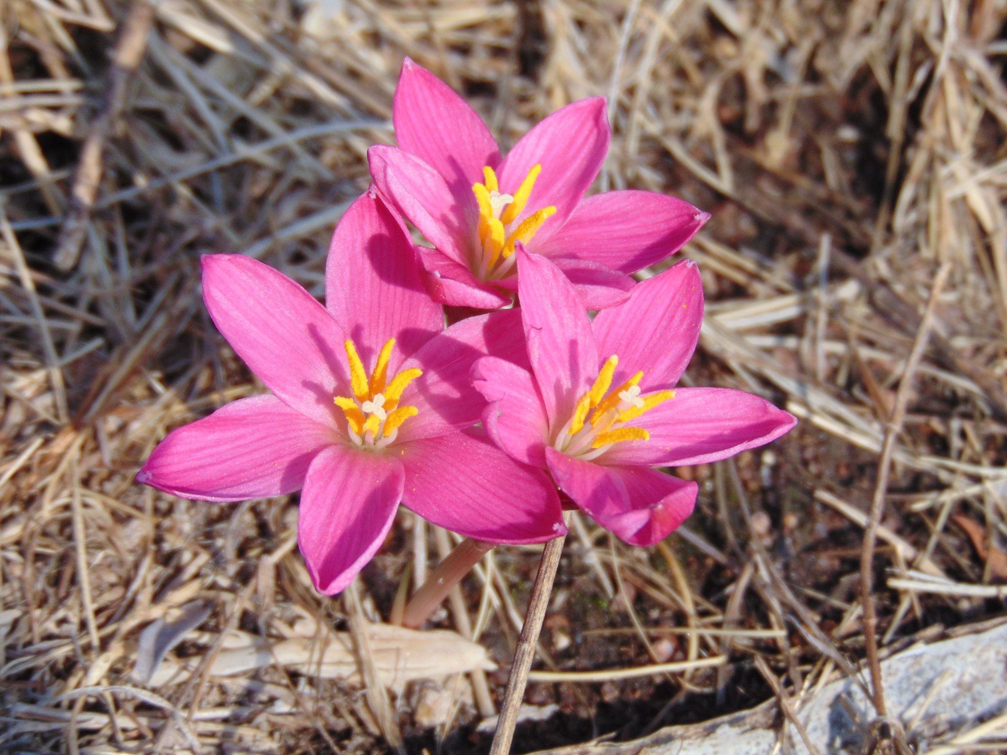 rain lilies, Zephyranthes fosteri