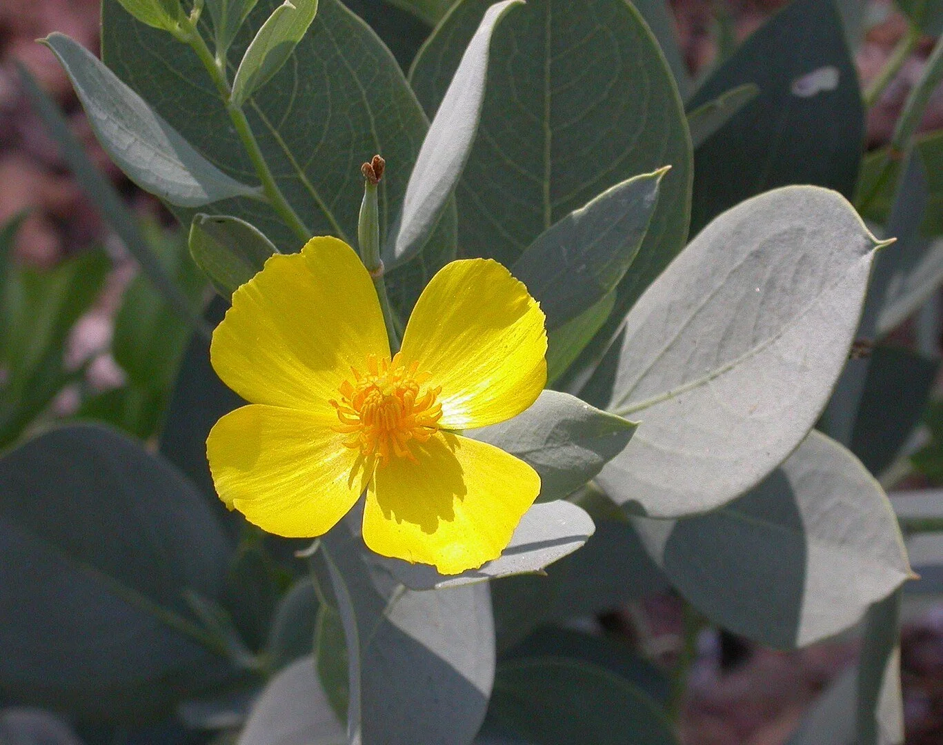 Dendromecon harfordii-Rare!