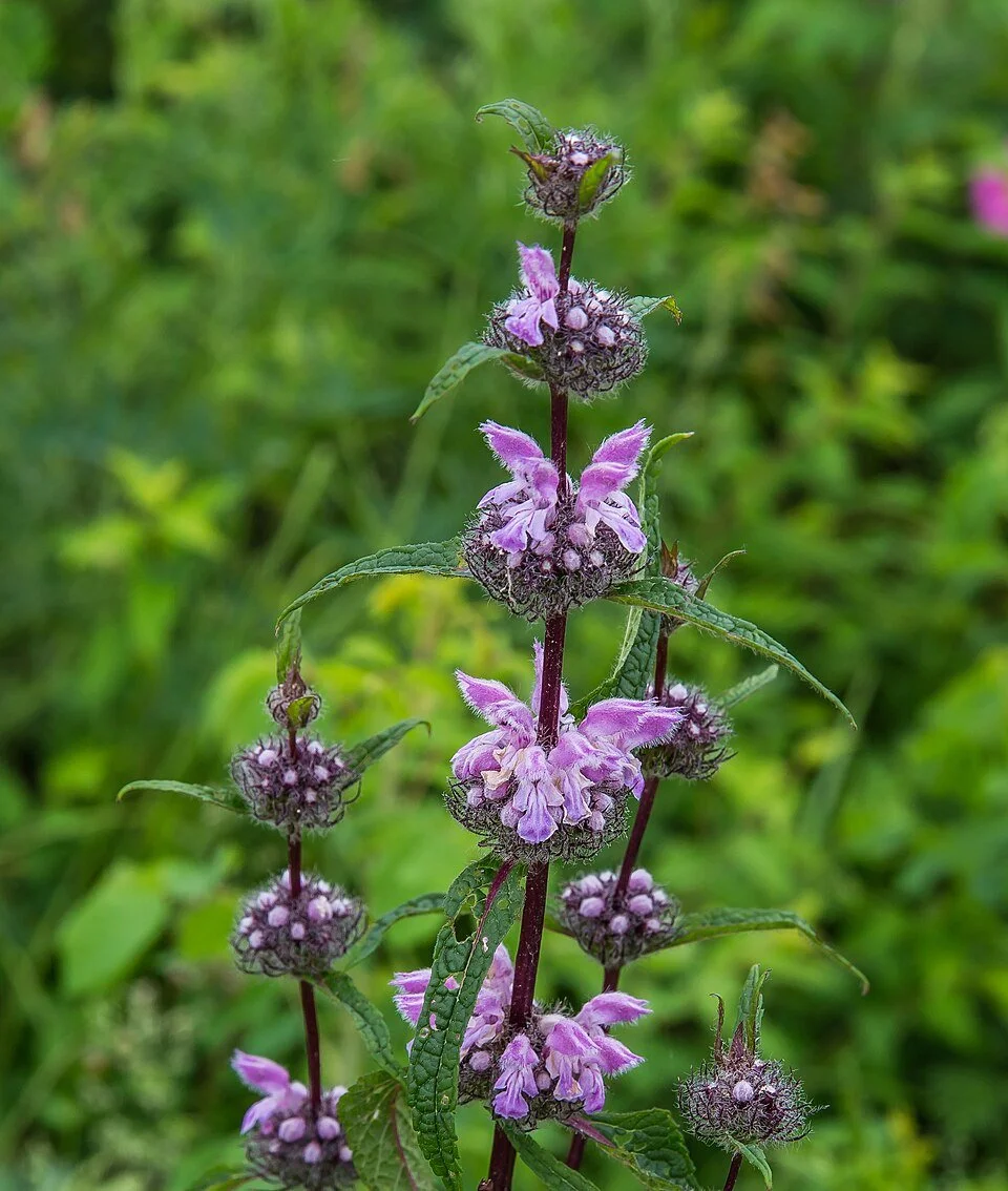 Phlomoides tuberosa-Choice!