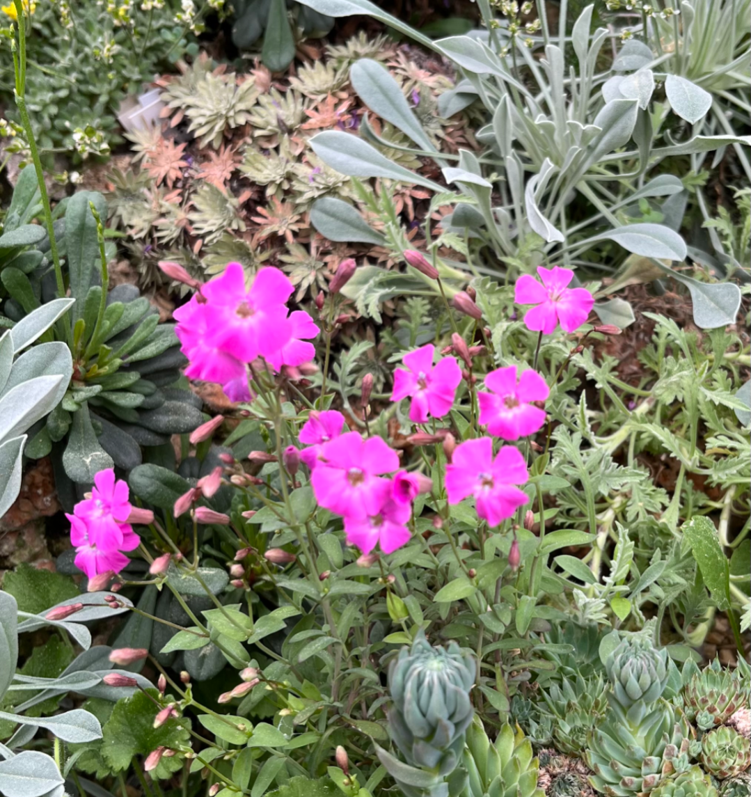 Petrocoptis glaucifolia