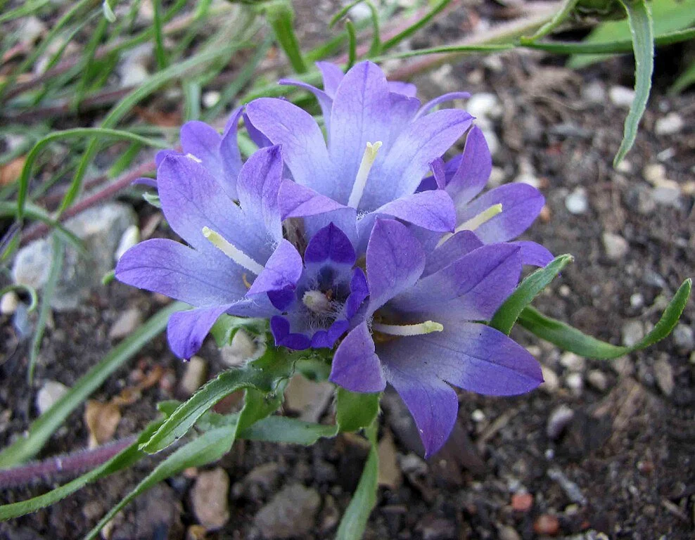 Edraianthus for the rock garden