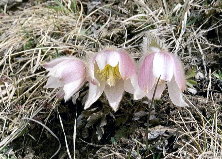 Pulsatilla vernalis-Superb early spring bloomer!