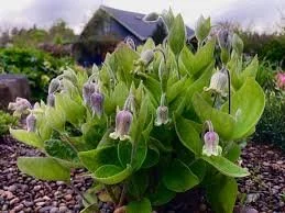 Clematis coactilis