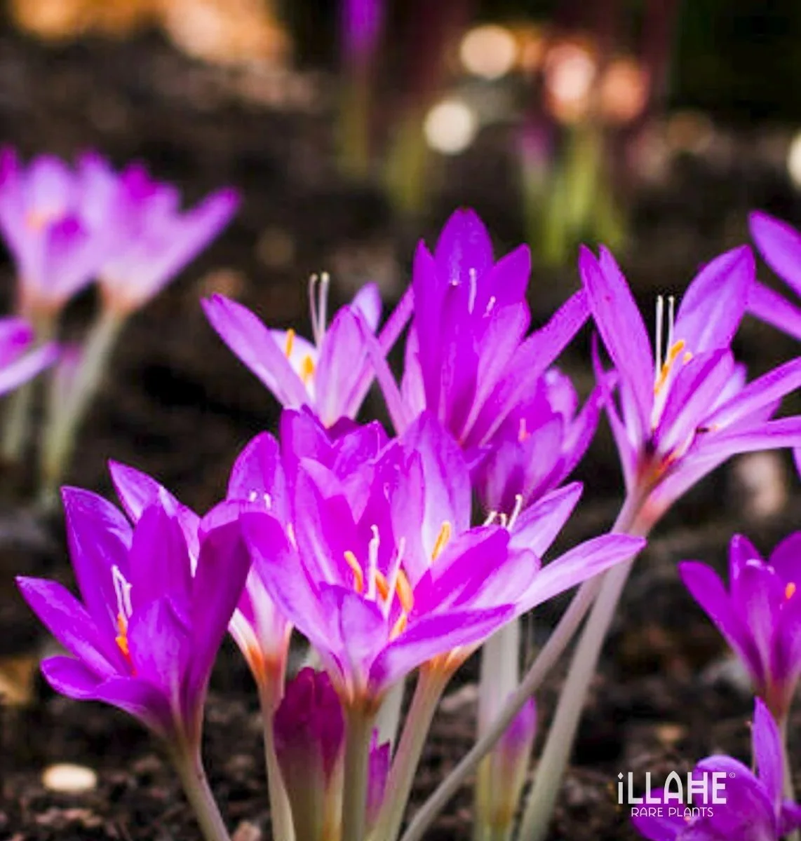 Colchicums on sale