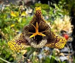 Holiday Gift Specials from Illahe Rare Plants