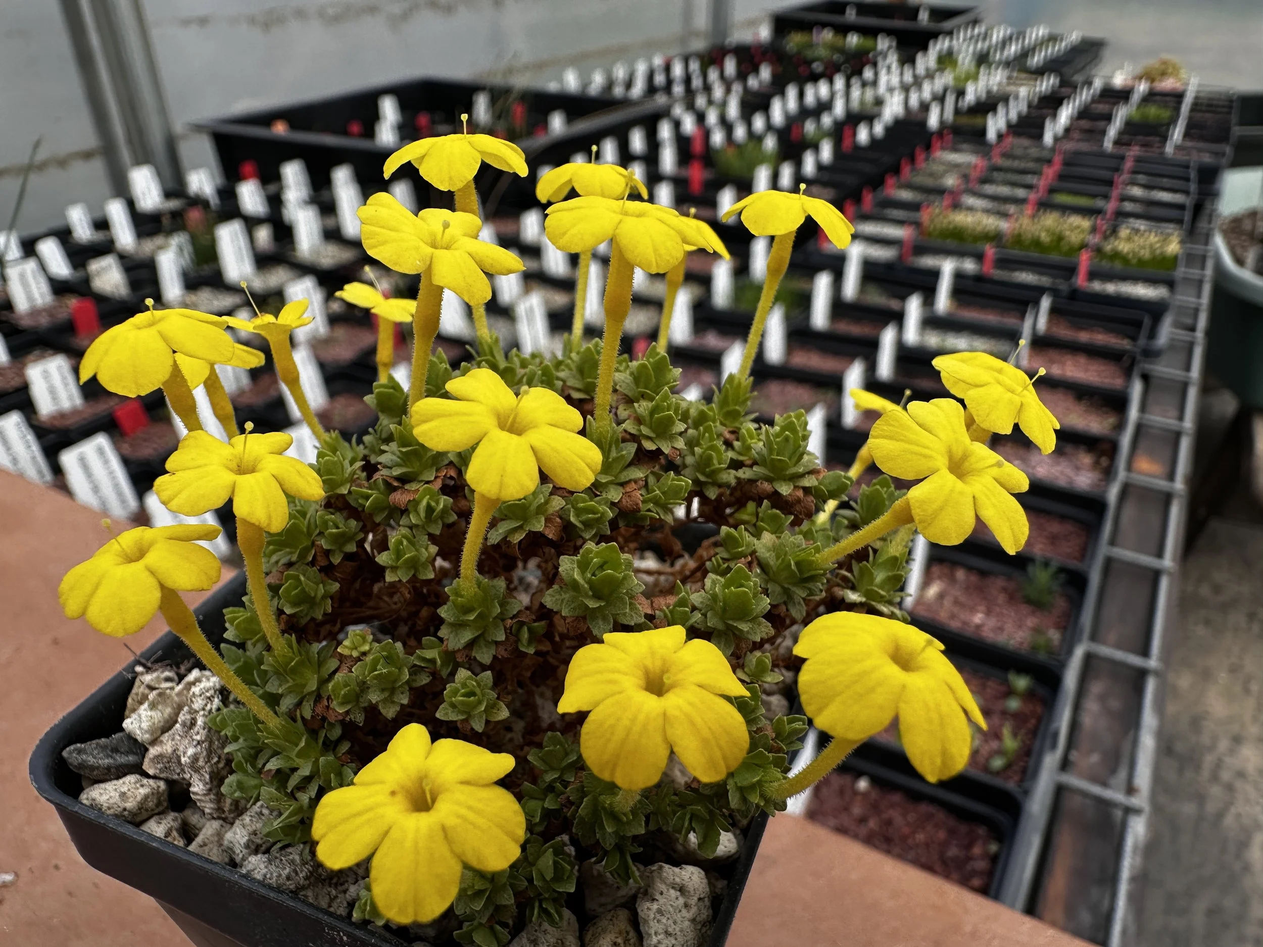 Happy New Year from illahe Rare Plants