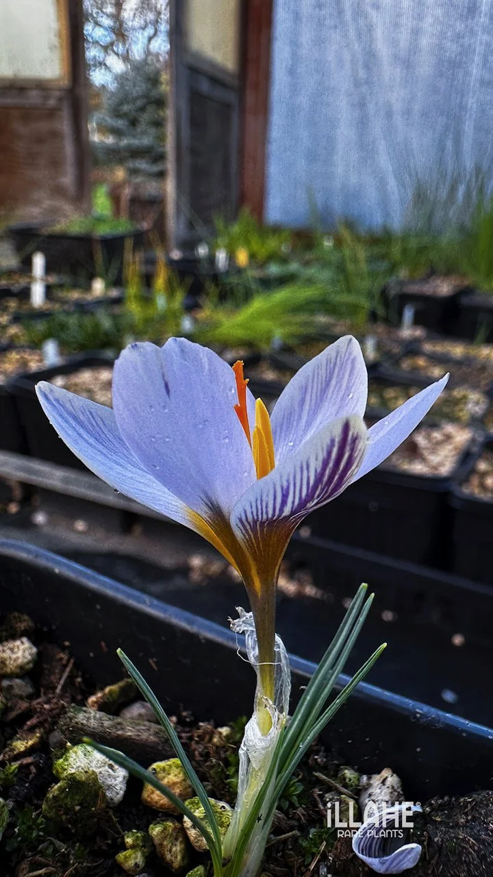 Crocus gunae