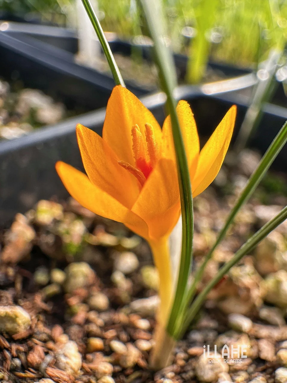 Crocus kurdistanicus