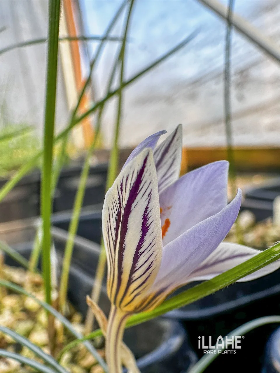 Crocus reticulatus