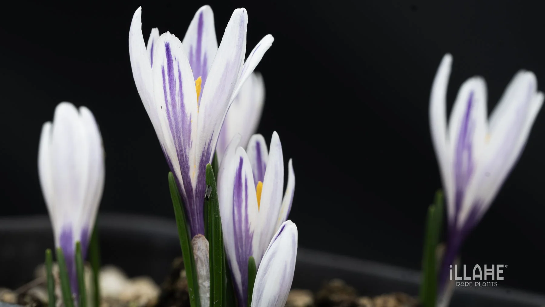 Crocus versicolor