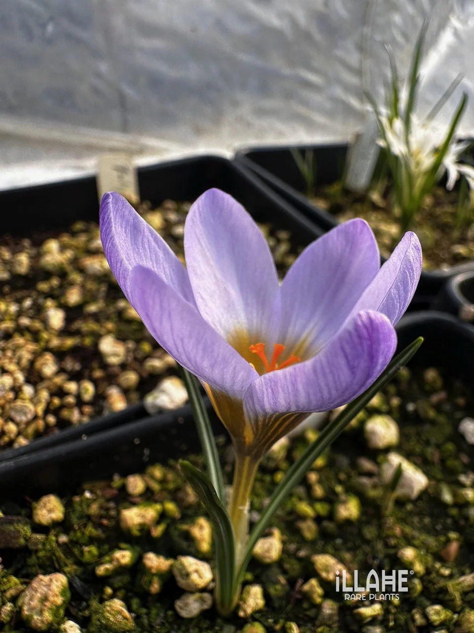 Crocus geghardii