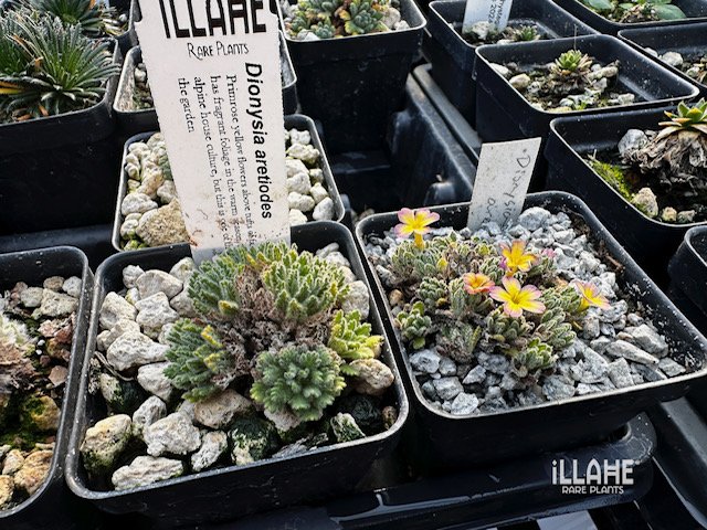 Some more seedlings to observe