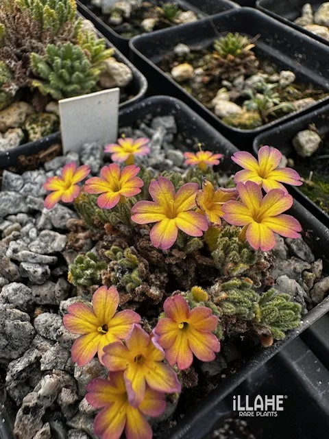 Dionysia aretiodes hybrid