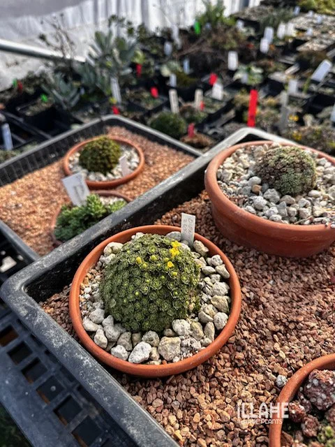 Cultivation in micro plunges