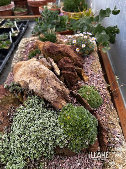 Cushion plants are coming in this springs offering