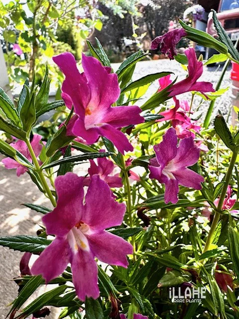 Marks monkey flowers is ramping up