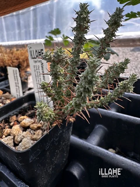 Nassauvia glomerulosa