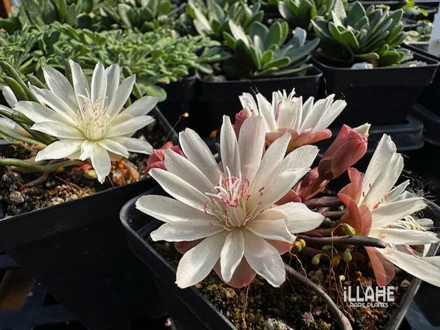 Lewisia rediviva, a nice crop coming on