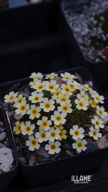 Dionysia 'Annielle'