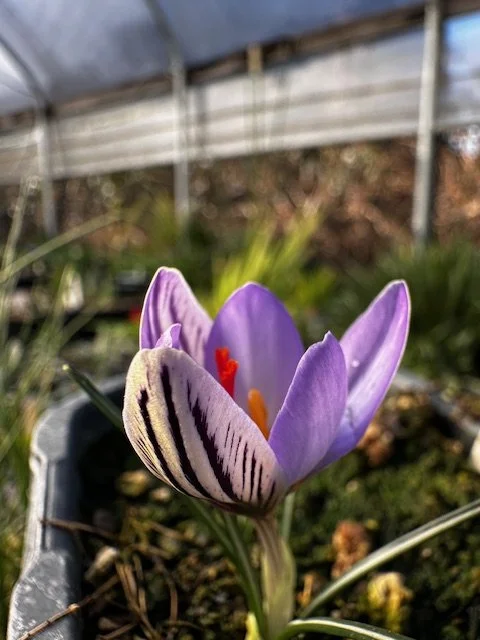 Crocus orfei