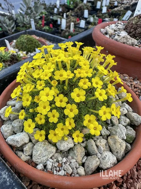 Dionysia 