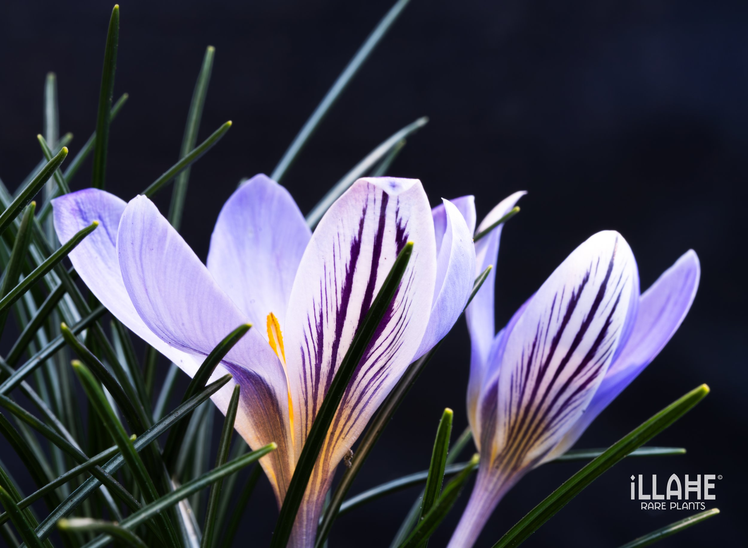 Puff the Magic Dragon