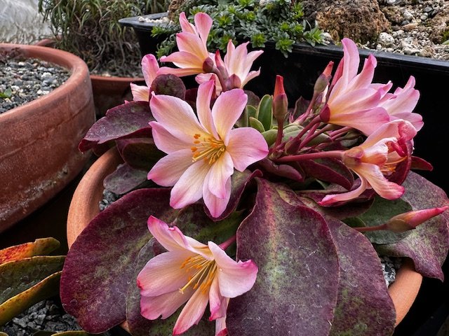 Hortlandia and the Spring Catalog