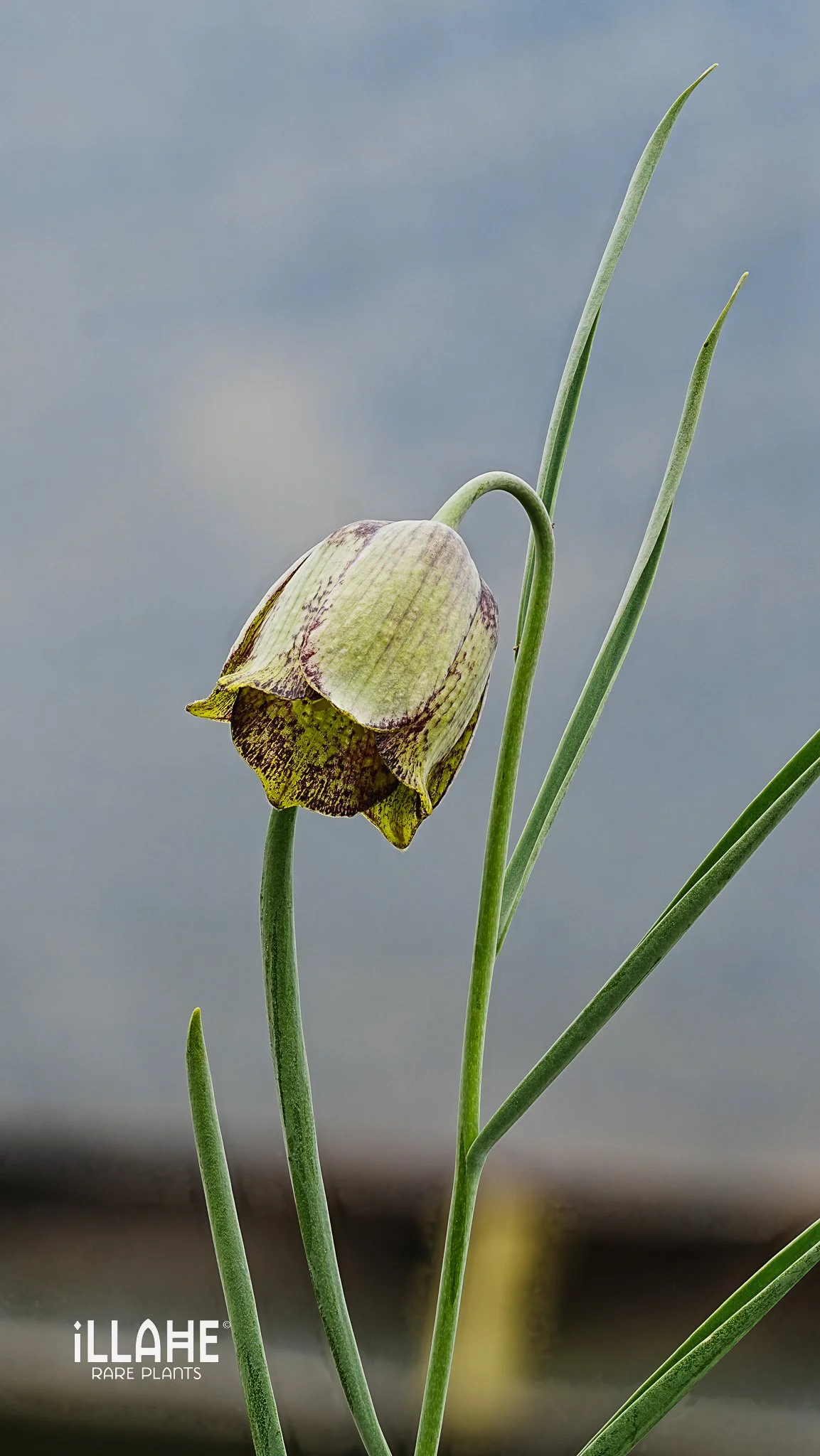 Shipping Season and Open Gardens
