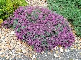 New and Restocked Plants Online
