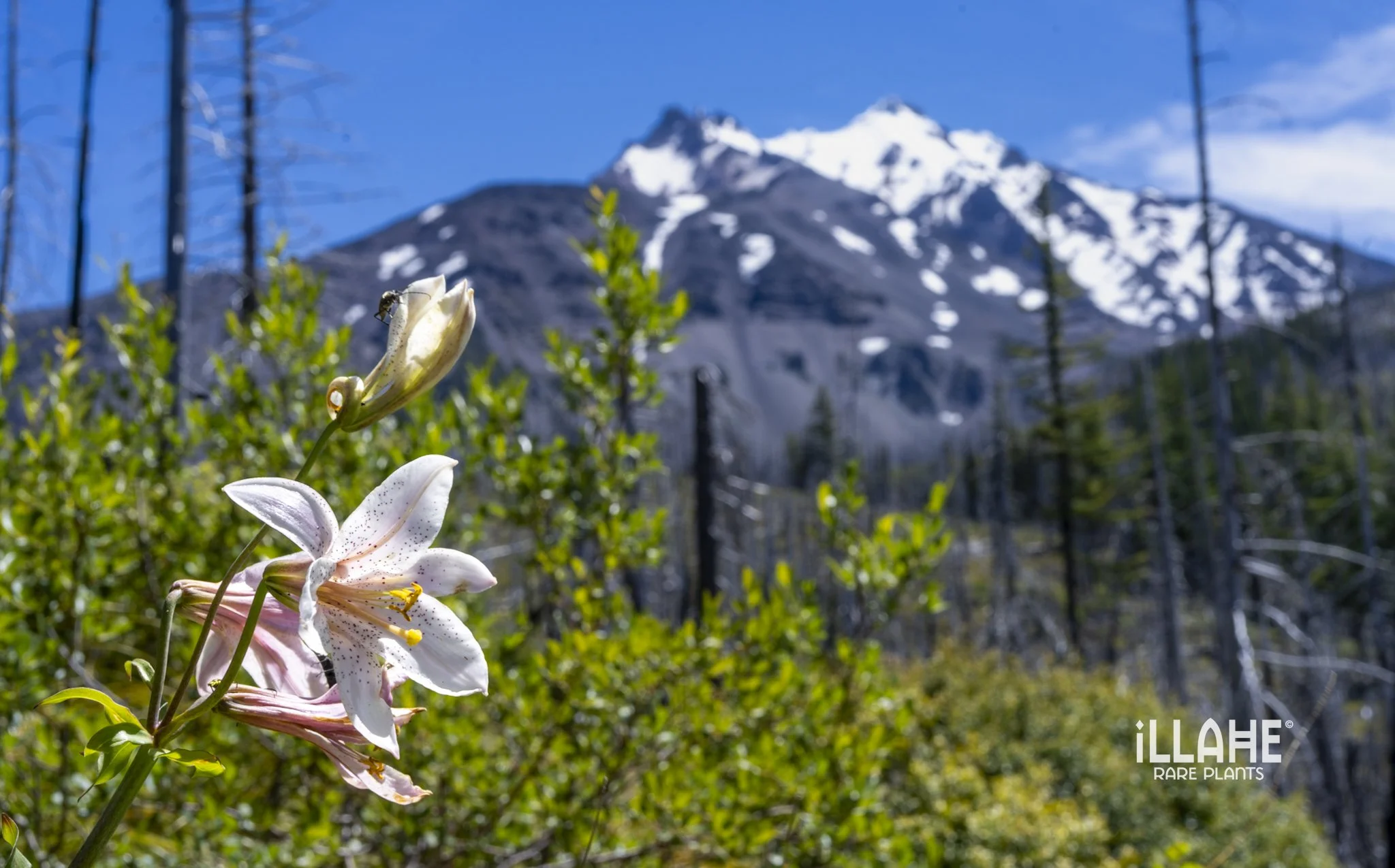 skunk cabbage-12 (3).jpg
