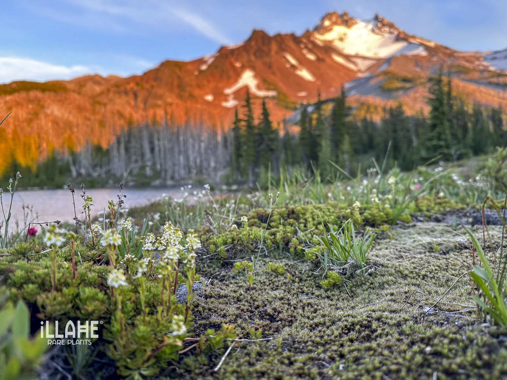 skunk cabbage-12 (4).JPG