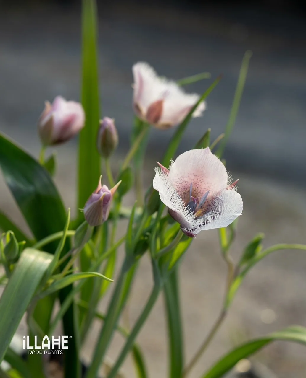 Flower Bulb Season is coming!