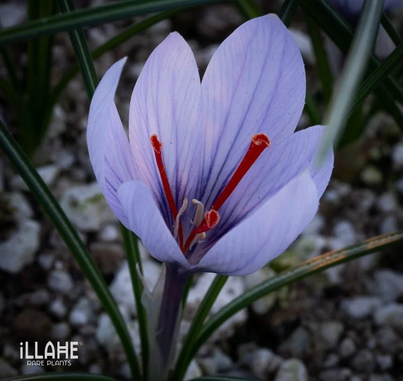 Look for the Flower Bulb list this week!