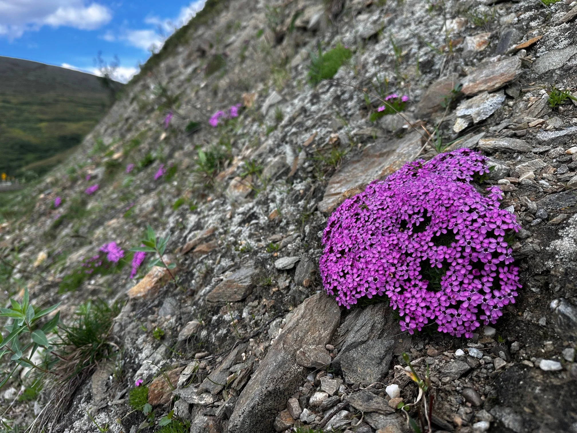 Silene acaulis
