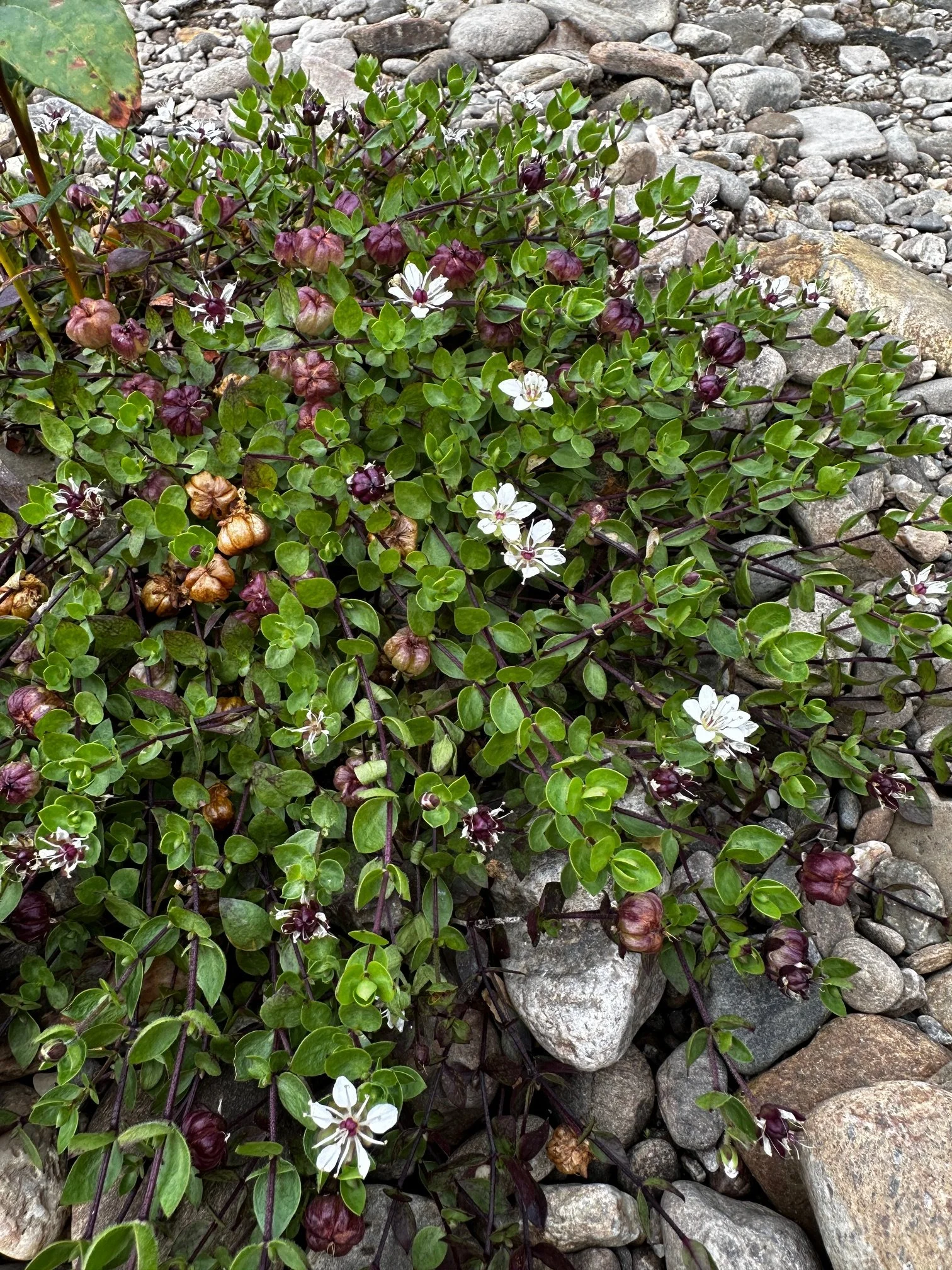 Wilhelmsia physodes
