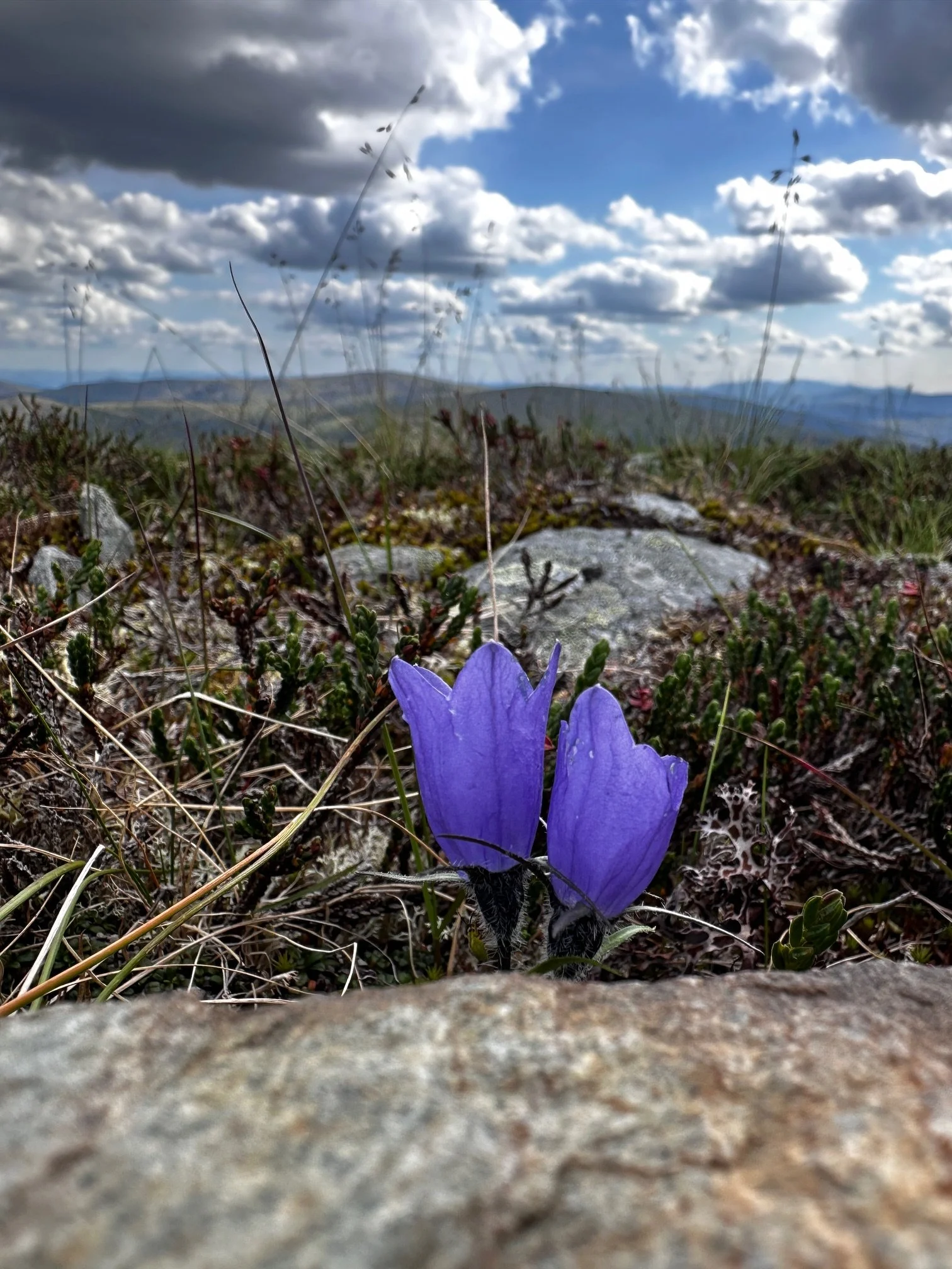 Campanula lasiocarpa