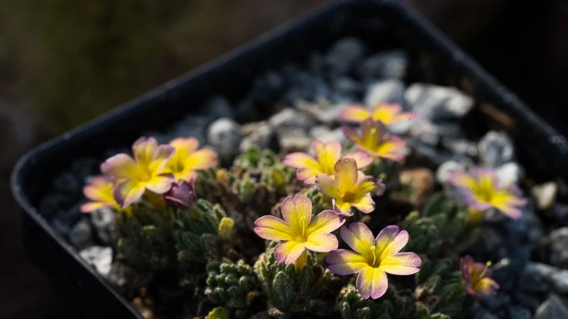 2026 Fall Catalog of Alpine and Rock Garden Plants