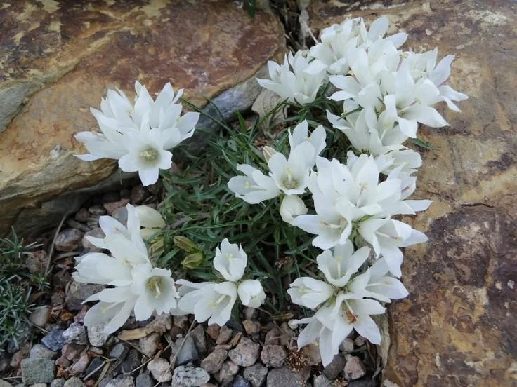 Edraianthus niveus