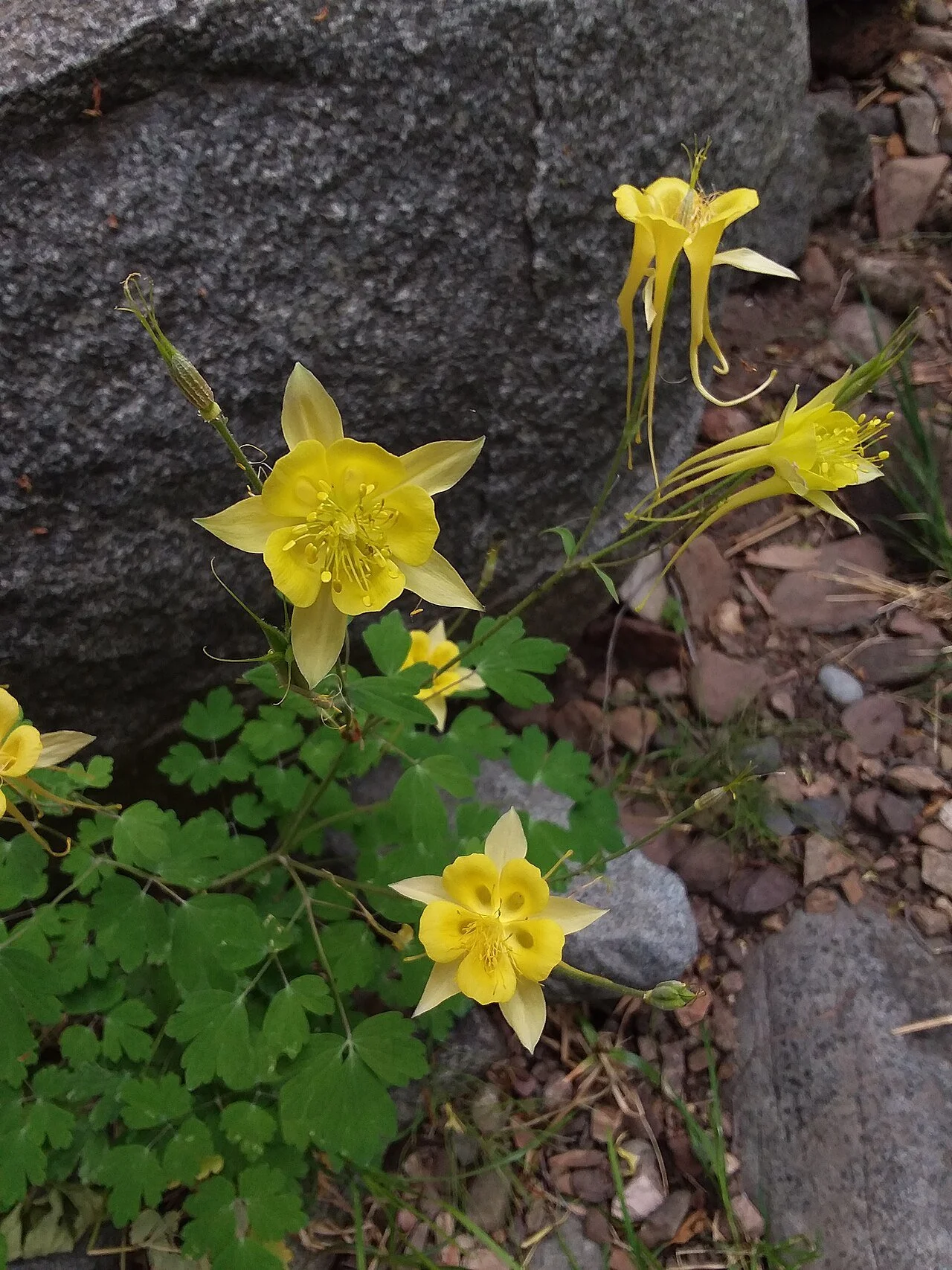 Likely_Aquilegia_chrysantha_near_Workman_creek,_Gila_County,_Arizona.jpg