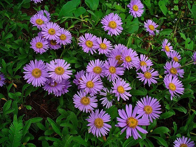 Aster alpinus 'Dunkle Shone'