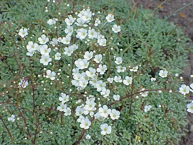 Saxifraga_cochlearis1.jpg