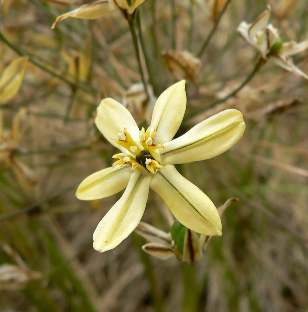 Triteleia ixioides