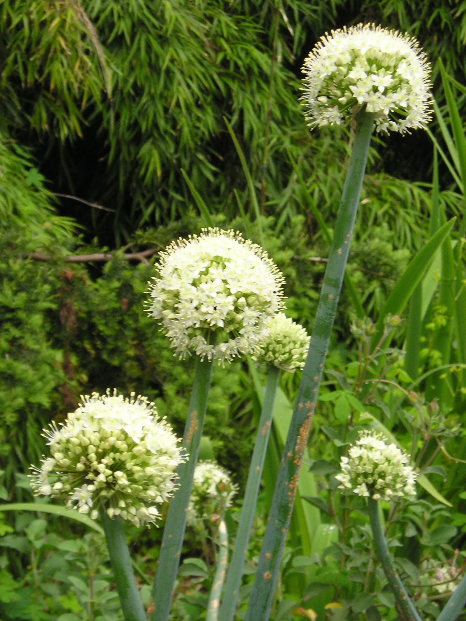 Allium_pskemense.jpg