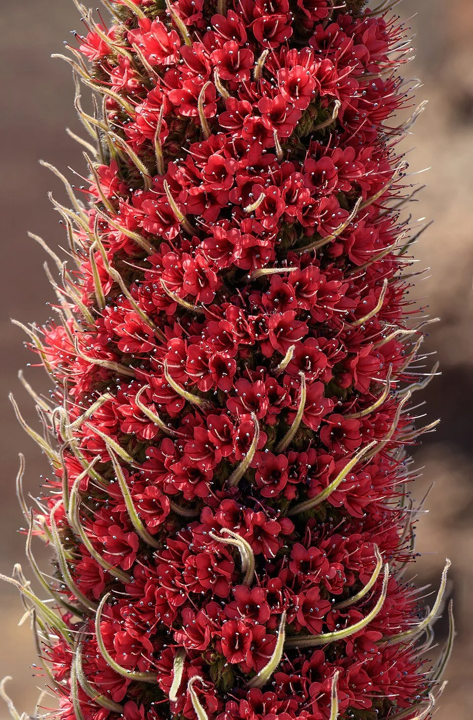 960px-Caldera_de_las_Cañadas_-_Echium_wildpretii_-_02.jpg