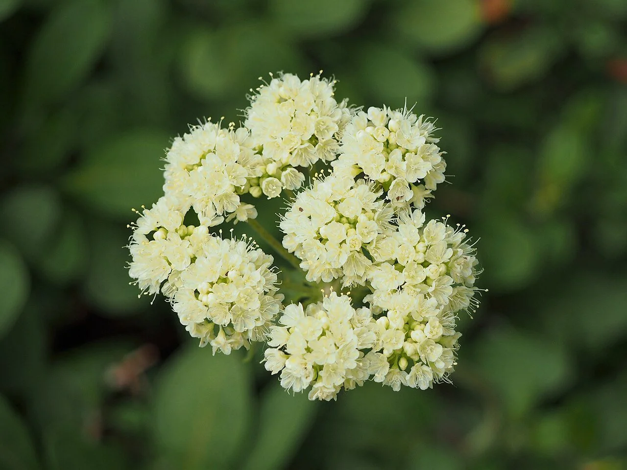 Eriogonum_umbellatum_Pokoślin_baldaszkowaty_2022-05-22_01.jpg