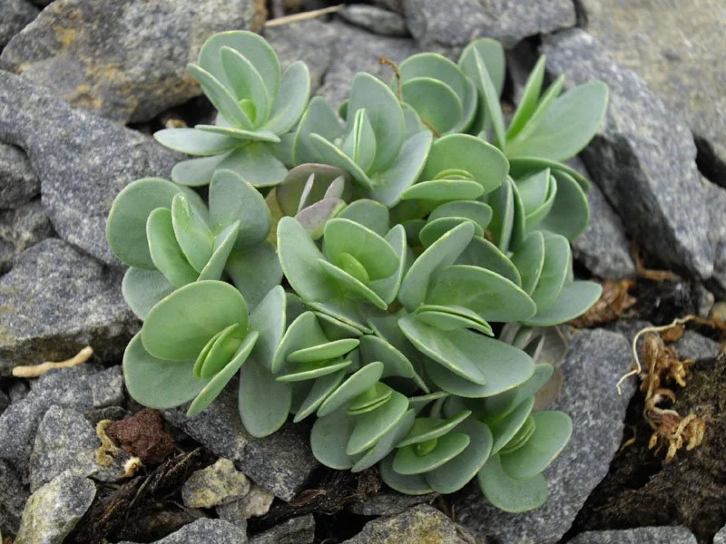 Aethionema_oppositifolium_1.jpg