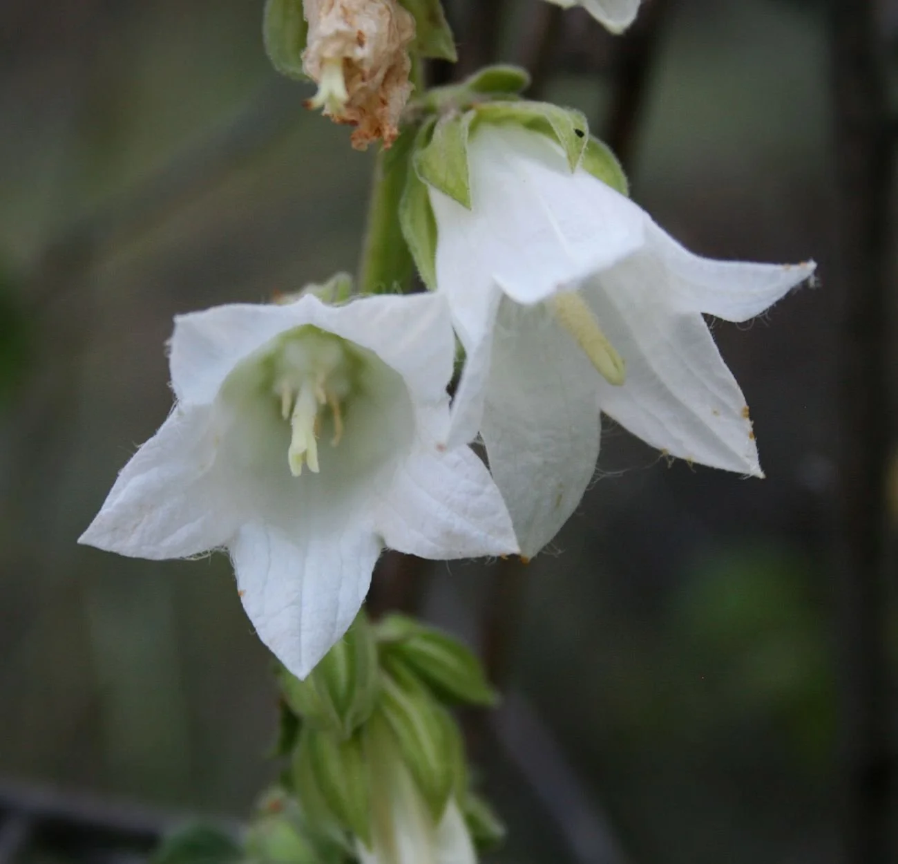 Campanula_alliariifolia_6.jpg