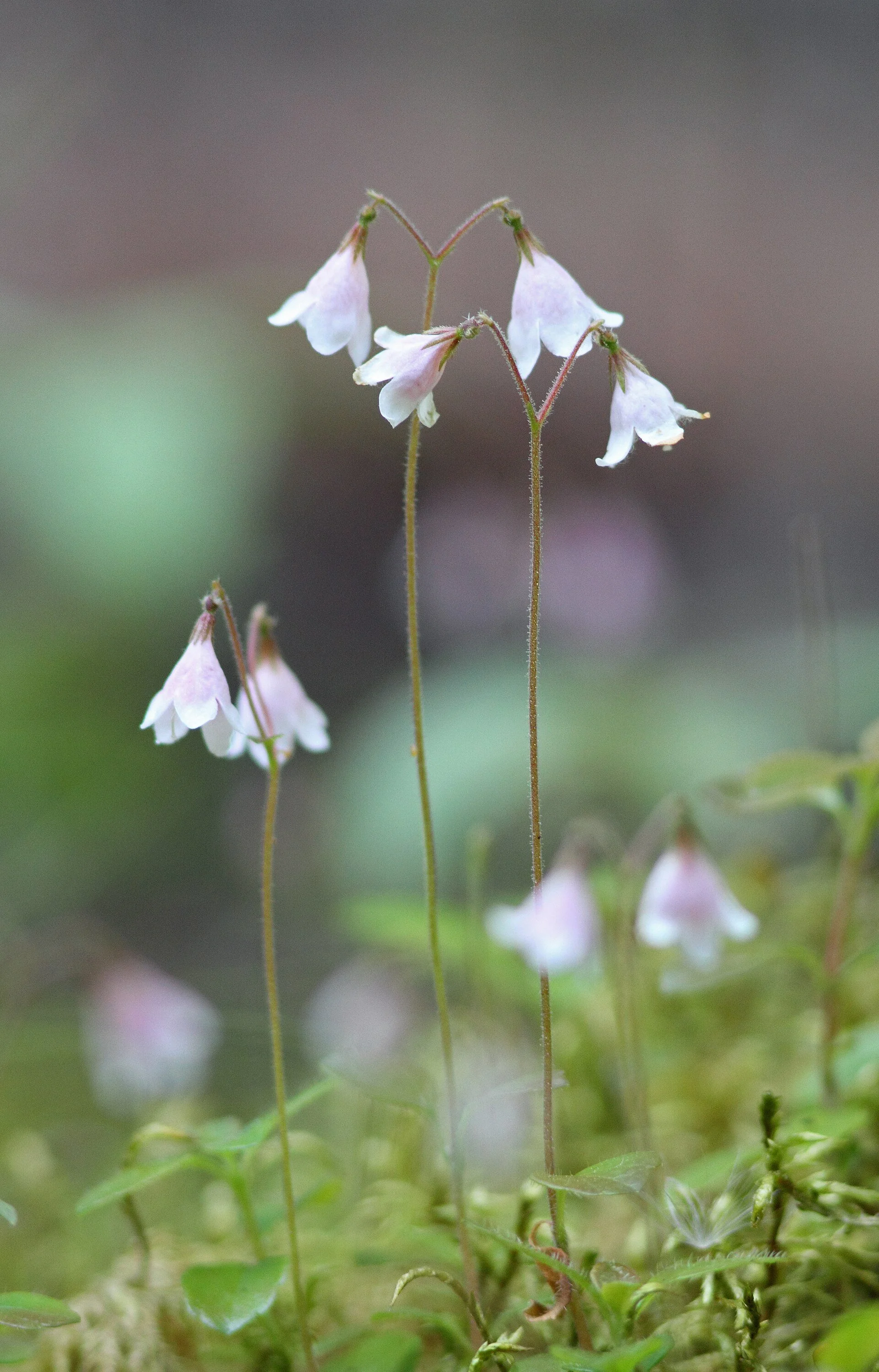 Linnea borealis