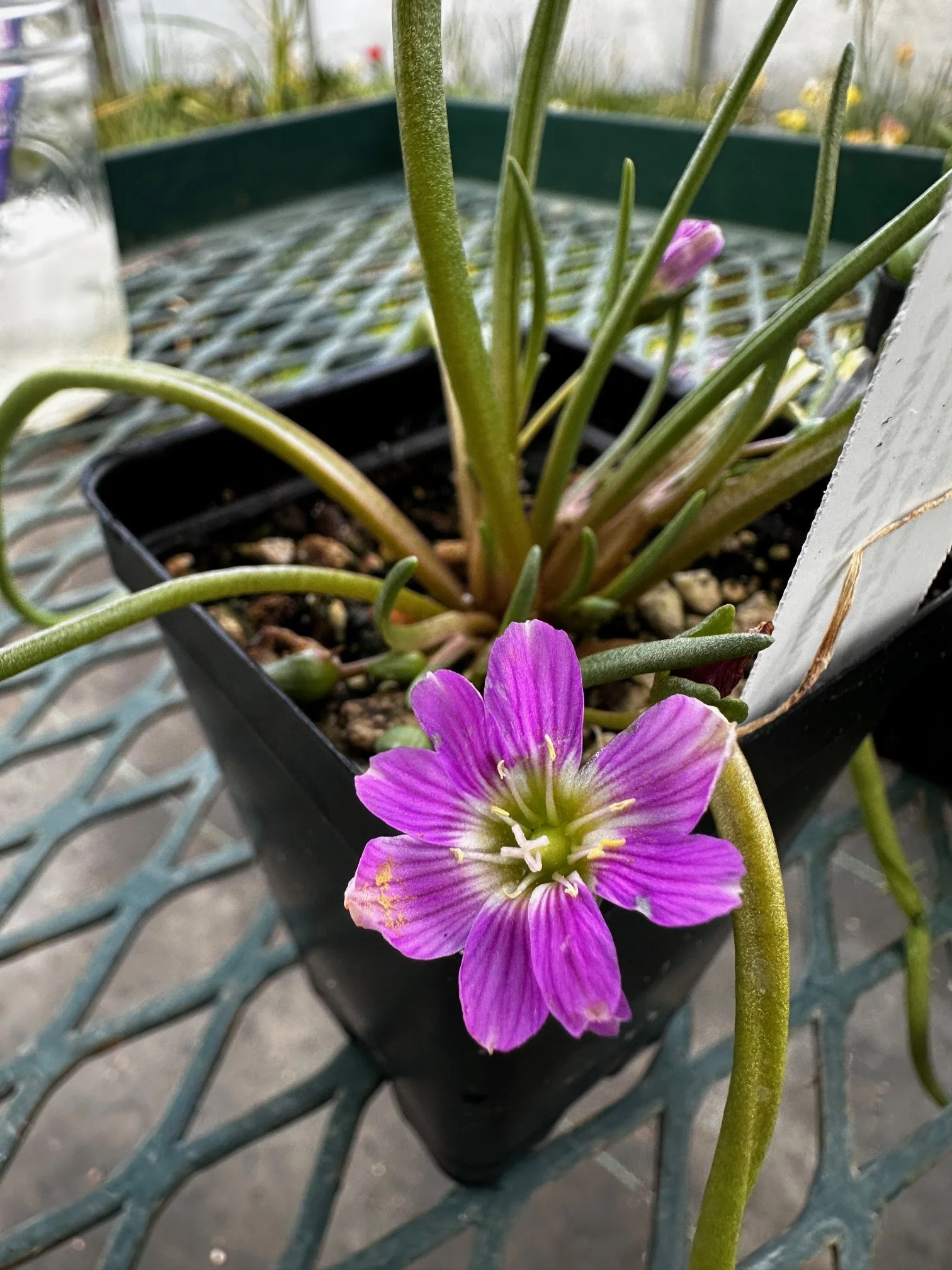 Lewisia pygmaea