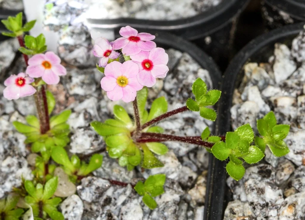 Androsace brachystegia